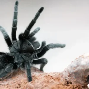 Brazilian Black Tarantula For Sale