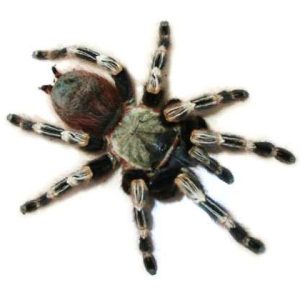 Brazilian Red and White Tarantula For Sale