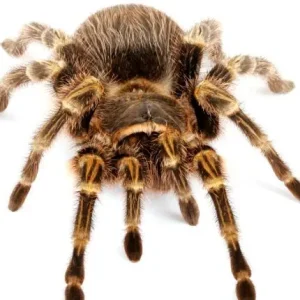 Chaco Golden Knee Tarantula For Sale