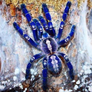 Gooty Sapphire Tarantula For Sale
