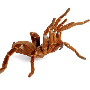 King Baboon Tarantula For Sale