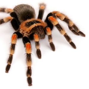 Mexican Redknee Tarantula For Sale