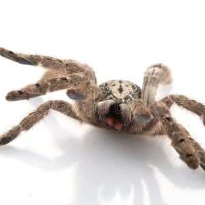 Ornamental Baboon Tarantula For Sale