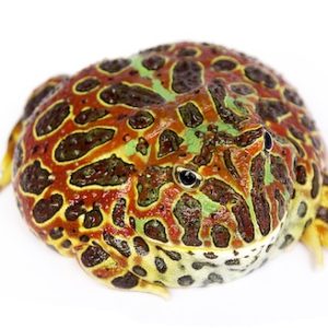 Ornate Horned Frog For Sale