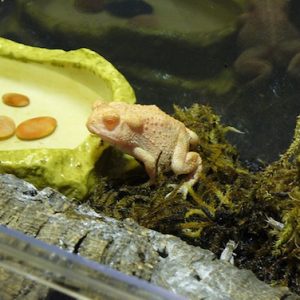 Albino Woodhouse Toad For Sale