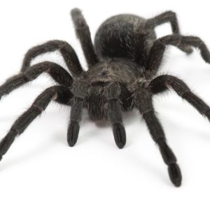 Brazilian Black Tarantula For Sale