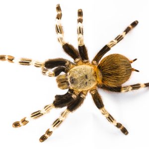 Brazilian Red and White Tarantula For Sale