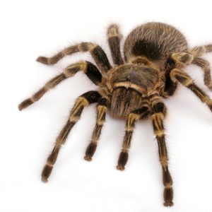 Chaco Golden Knee Tarantula For Sale