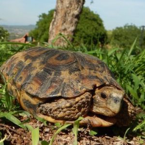 Forest Hingeback Tortoise For Sale | In Stock Now - Exotic Pet Reptiles For Sale