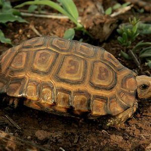 Forest Hingeback Tortoise For Sale | In Stock Now - Exotic Pet Reptiles For Sale