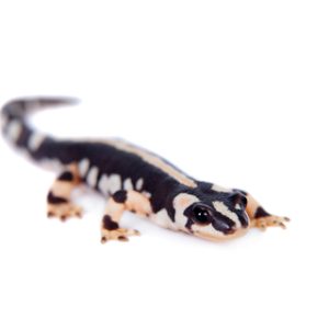 Iranian Kaiser Newt For Sale