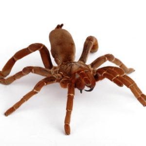 King Baboon Tarantula For Sale