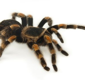 Mexican Redknee Tarantula For Sale