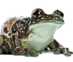 Amazon Milk Frog For Sale