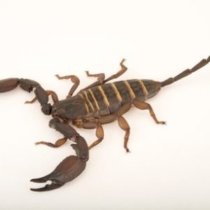 Olive Keeled Flat Rock Scorpion For Sale