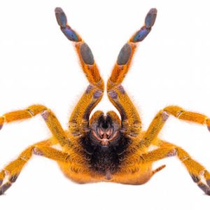 Orange Baboon Tarantula For Sale