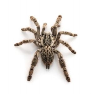 Ornamental Baboon Tarantula For Sale