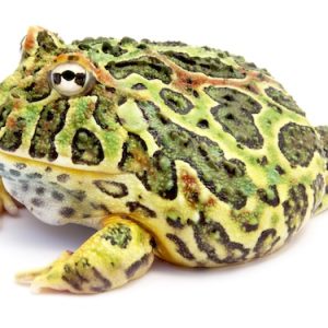 Ornate Horned Frog For Sale
