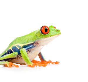 Red Eyed Tree Frog For Sale