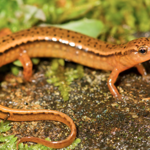 southern two-lined salamander