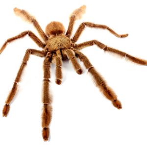 Trinidad Chevron Tarantula For Sale