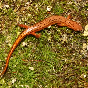 southern two-lined salamander