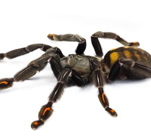 Venezuelan Sun Tiger Tarantula For Sale