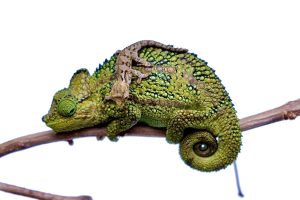 Helmeted Chameleon For Sale | In Stock Now, Don't Miss - Exotic Pet Reptiles For Sale