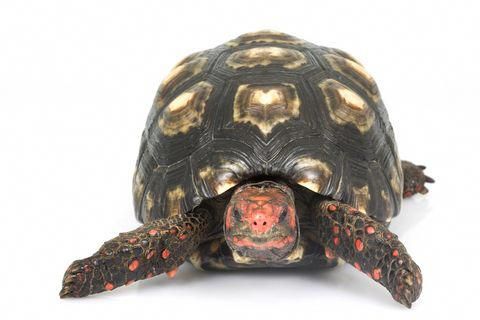 Cherry Head Red Foot Tortoise For Sale | In Stock Now - Exotic Pet Reptiles For Sale
