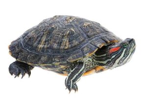 Red Eared Slider Turtle For Sale | In Stock Now - Exotic Pet Reptiles For Sale