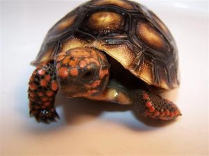 Red Foot Tortoise For Sale | In Stock Now - Exotic Pet Reptiles For Sale