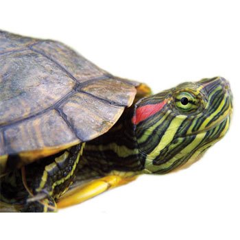 Red Eared Slider Turtle For Sale | In Stock Now - Exotic Pet Reptiles For Sale