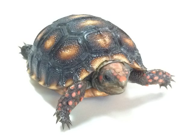 Cherry Head Red Foot Tortoise For Sale | In Stock Now - Exotic Pet Reptiles For Sale