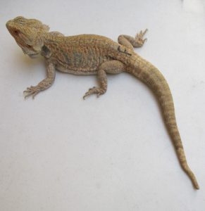 Adult Bearded Dragon For Sale