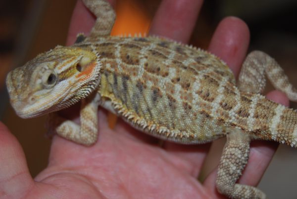 Adult Bearded Dragon For Sale