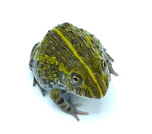 Pixie Frog For Sale