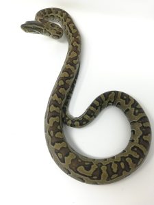 African Rock Python For Sale