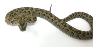 African Rock Python For Sale