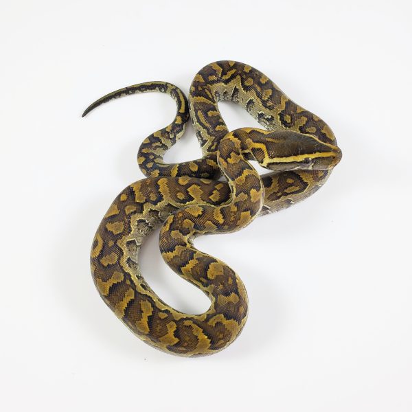 African Rock Python For Sale