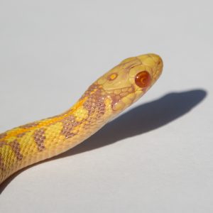 Albino Checkered Garter Snake For Sale