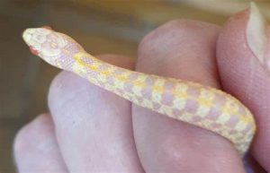 Albino Garter Snake For Sale