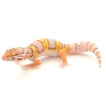 Albino Leopard Gecko For Sale