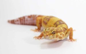 Albino Leopard Gecko For Sale