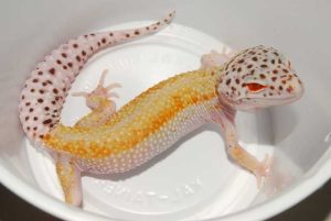 Albino Leopard Gecko For Sale