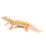 Albino Leucistic Leopard Gecko for Sale