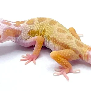 Albino Leucistic Leopard Gecko for Sale