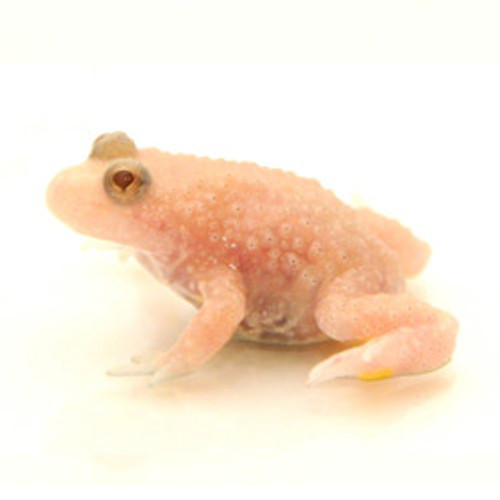 Albino Woodhouse Toad For Sale