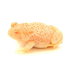 Albino Woodhouse Toad For Sale
