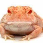 Albino Woodhouse Toad For Sale