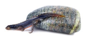 Alpine Newt For Sale